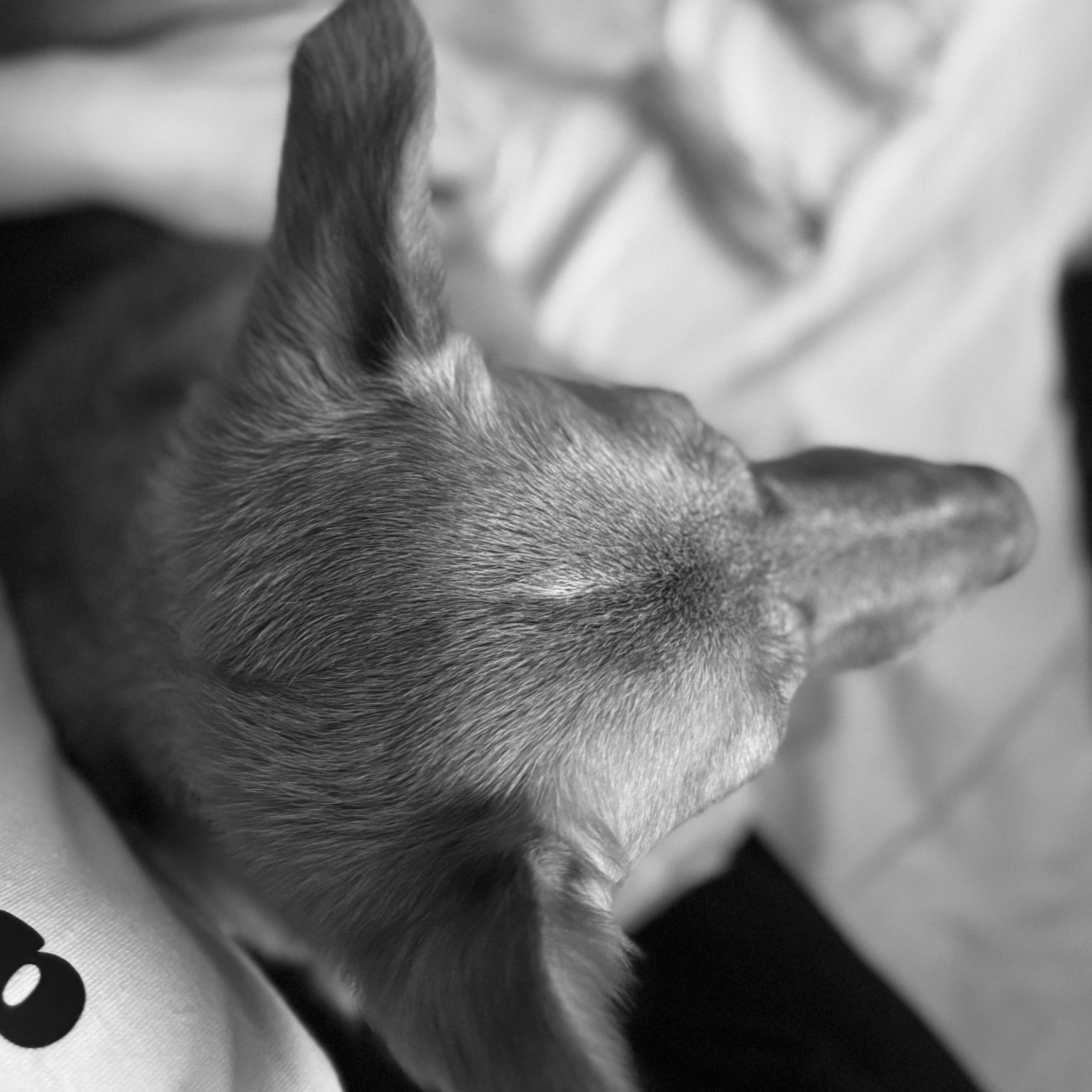 stay at home dog mom