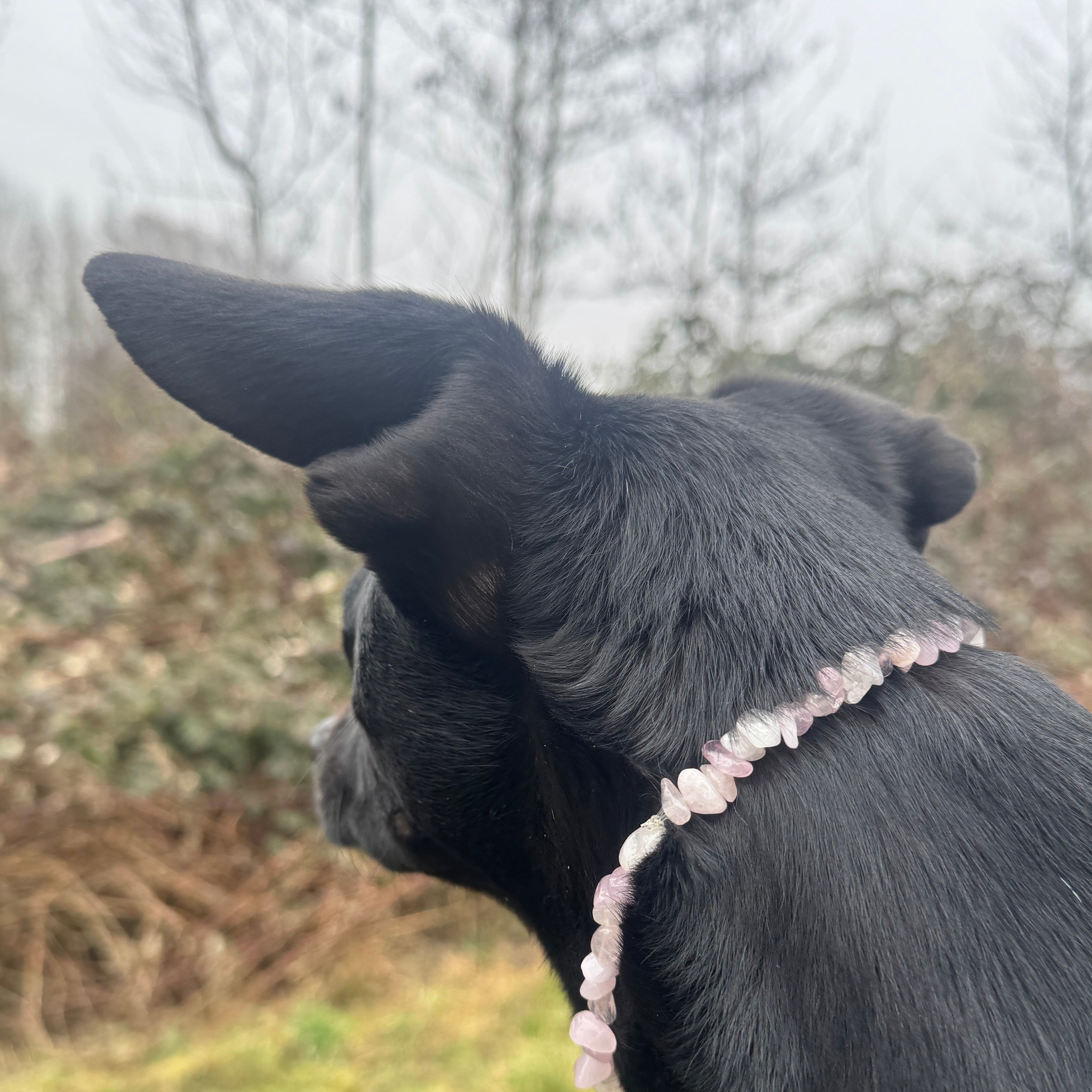 heilstein rosenquarz