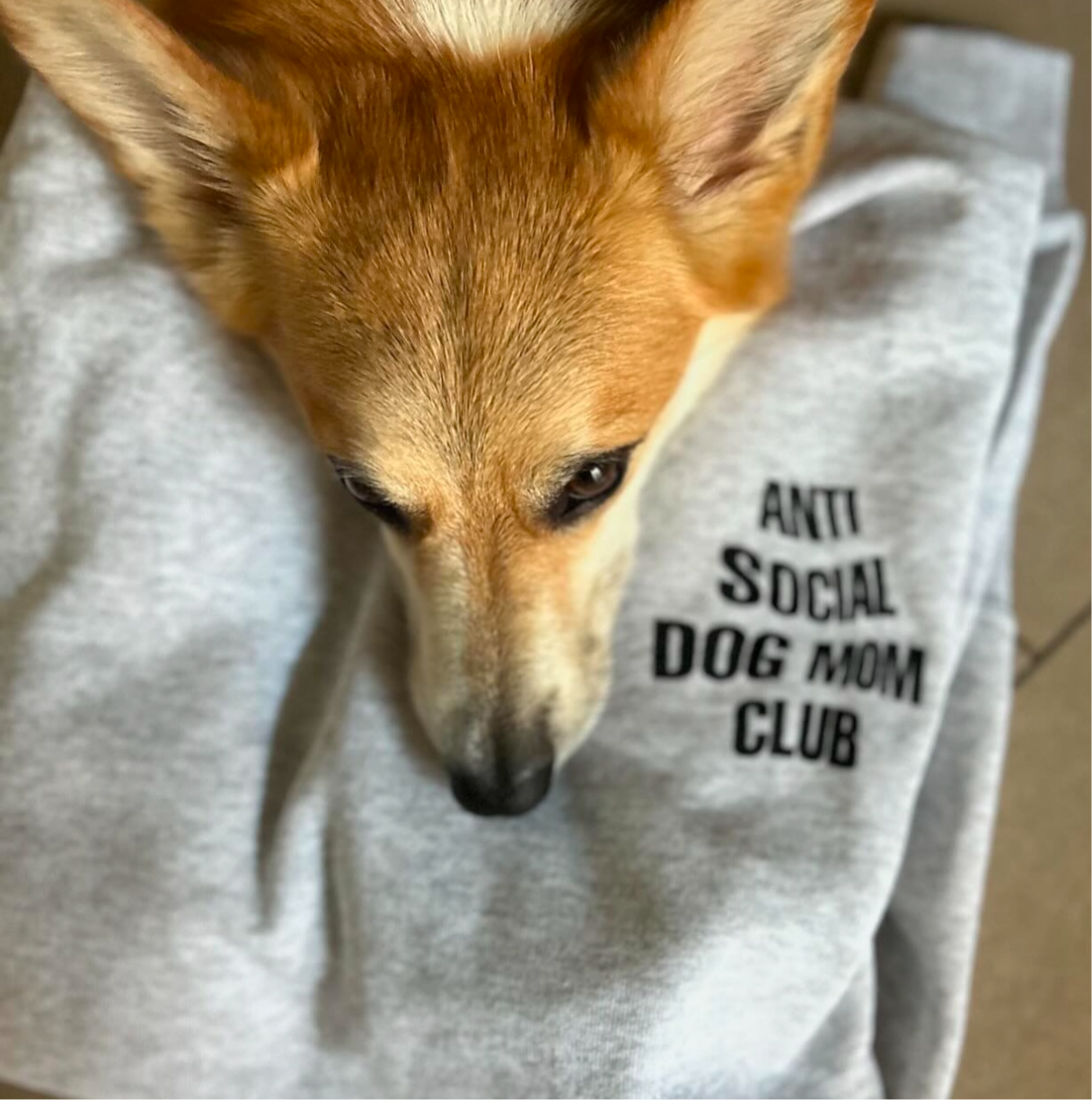 anti social dog mom club