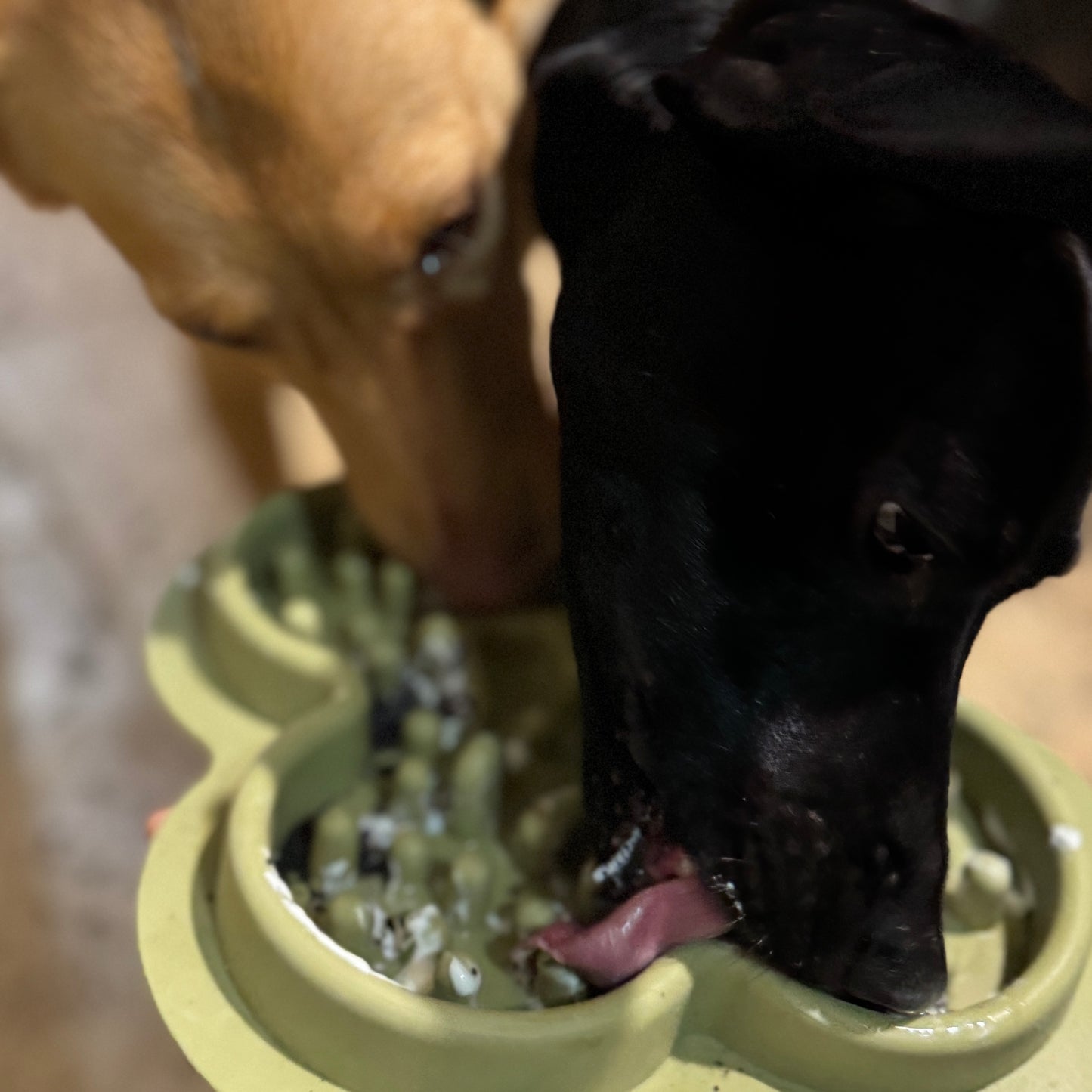 Zahnputzkohle für Hunde von Qchefs