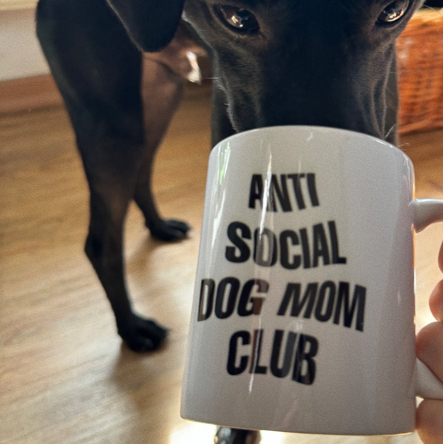 anti social dog mom club