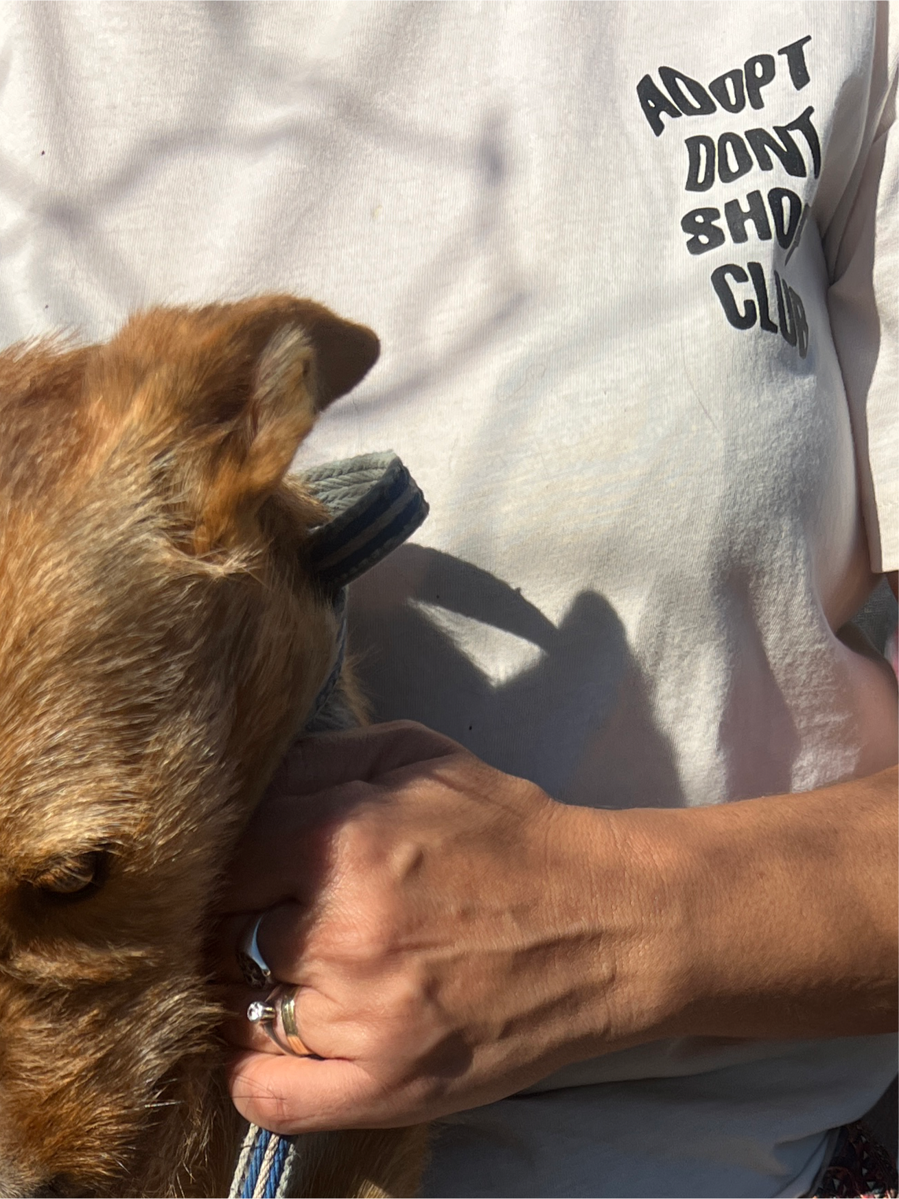 adopt dont shop club