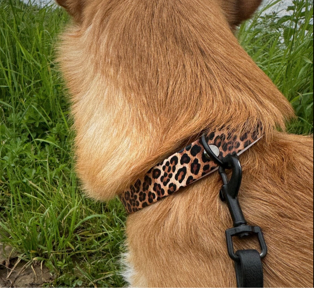 leo