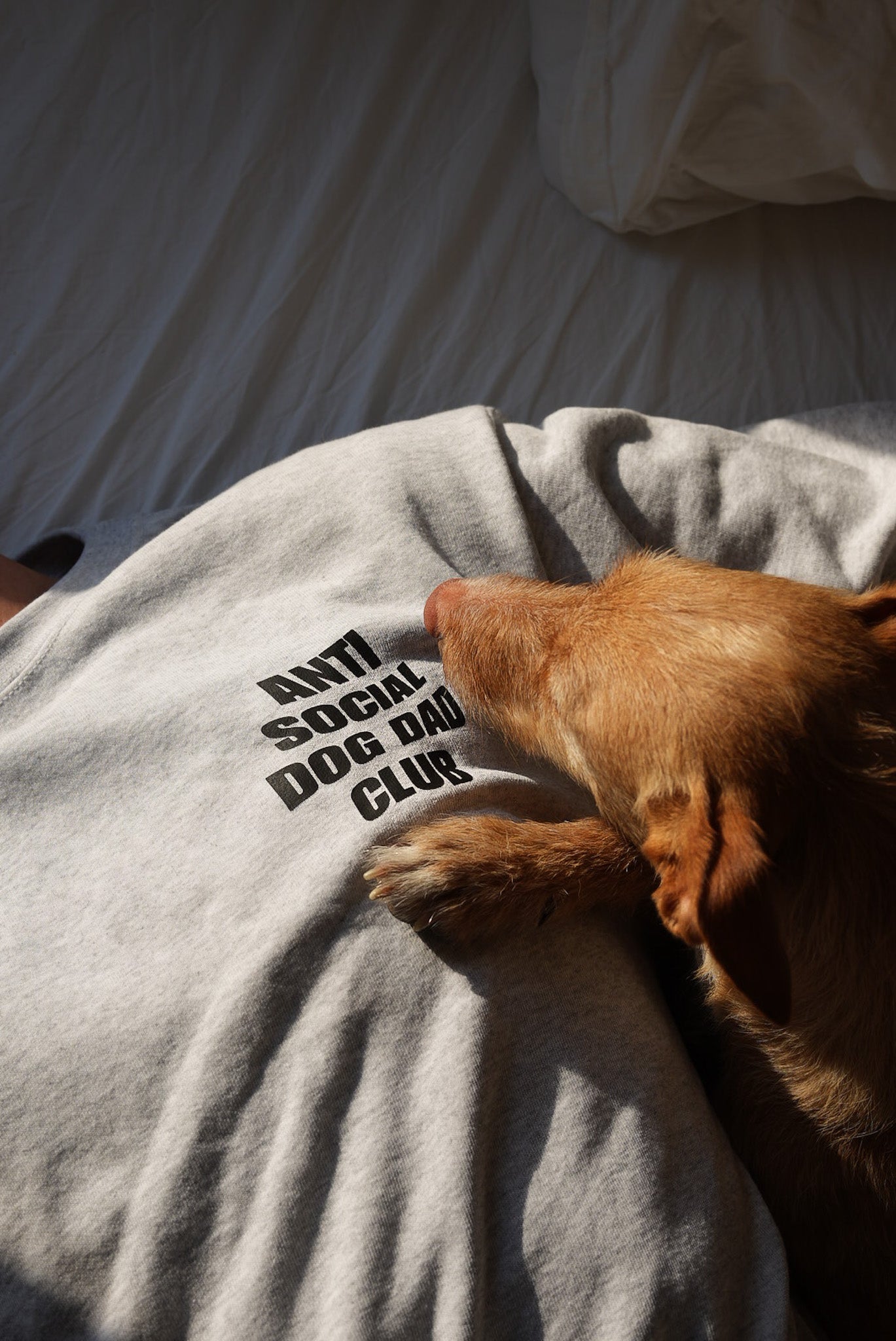 anti social dog dad club sweatshirt