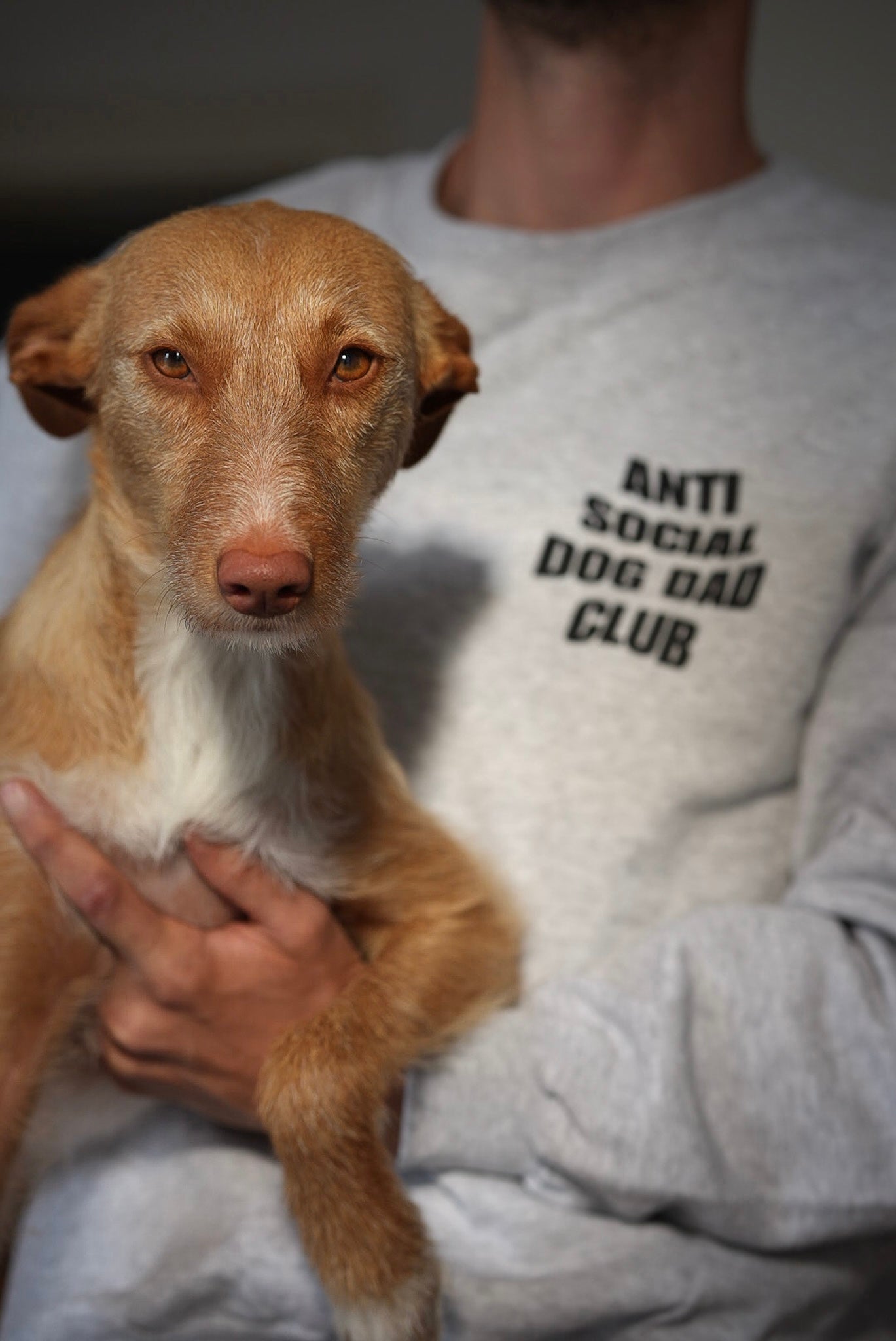 anti social dog dad club sweatshirt